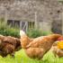 Хранене на кокошки носачки у дома: съставяне на диета