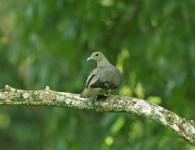 Zelená holubice: vše o životě neobvyklého himálajského ptáka nebo medvěda s bílými prsy