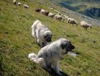 Krasový pastiersky pes História plemena krasový pastiersky pes