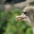 Ostrich secrets or all the secrets of the largest bird