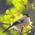 นกบูลฟินช์สีดำ  บูลฟินช์  คำอธิบาย นิสัย และถิ่นที่อยู่  Bullfinches กินเฉพาะผลเบอร์รี่โรวันหรือไม่?