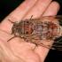 Cicada - oxuyan böcək Cicada nə yeyir?