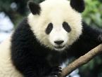 Panda wielka lub niedźwiedź bambusowy Panda i inne zwierzęta
