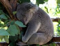 Koala je vačkovec