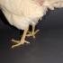 Бройлери злословят как да се лекуват народни средства Оранжеви изпражнения при еднодневни пилета