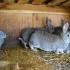 กระต่ายผสมพันธุ์: กฎพื้นฐาน
