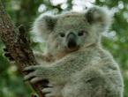 Koala nerede yaşıyor?