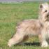 Chinese Crested Dog - American Standard