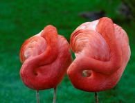 Flamingoların təsviri.  Flamingo ərazisi.  Flamingo həyat tərzi