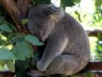 Koala ist ein Beuteltier