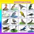 Які птахи називаються перелітними?