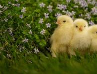 Příčiny průjmu u brojlerových kuřat a metody řešení problému Co dělat, když brojlerová kuřata mají průjem