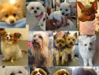 Racat e qenve xhuxh: emrat, fotot, çmimet Qen të racave shumë të vogla deri në 20 cm