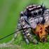 แมงมุมกินแมลงวัน  แมงมุมกินอะไร  เกี่ยวกับแมงมุมโดยทั่วไป