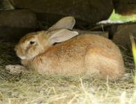 Середня вага кролика після забою