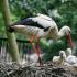 Stork - description, types, photos, where the bird lives, what it eats