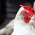 Пушкински пилета - красиви и продуктивни Пилета от породата Пушкин