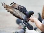 Jak určit pohlaví holuba - rozdíly mezi samcem a samicí