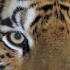 Popis zvířecího tygra, anatomie, životní styl Tygr je dravá šelma
