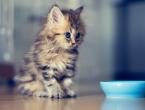 How and what to feed a cat so that the pet is healthy. What do cats eat and drink?