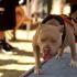 Dog Breeds: American Pit Bull Terrier