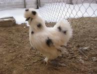 Шелковая курица — роскошь родом из Китая