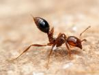 Кой ще захапе по-силно?  Огнени мравки.  начин на живот и местообитание на огнените мравки Защо огнените мравки са опасни?
