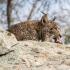 Iberian lynx Behavior and nutrition
