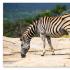Цікаві факти про зебр Хто полює на зебру