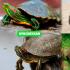Догляд за сухопутною черепахою в домашніх умовах