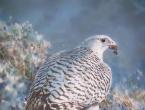Gyrfalcon - Falco gyrfalco: opis i zdjęcia ptaka, jego gniazda, jaj i nagrań głosowych Gdzie znajduje się gyrfalcon