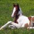 Pinto - description and photo of the horse breed Pinto mare
