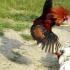 What to do if a rooster pecks: several ways to wean an aggressive bird