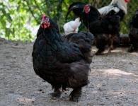 Merkmale der Fleischrasse von Cochin-Hühnern