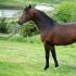 Орловски рисач: описание, грижи и хранене на коня Тротер