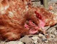 Nemoci domácích kuřat: příznaky a léčba