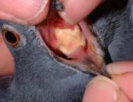 Nemoci holubů a jejich léčba
