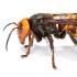 Най-големите насекоми в света са австралийските пръчици