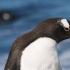 Pingwin zdjęcie, anatomia, styl życia, siedlisko Czy pingwin cesarski jest ssakiem czy nie?