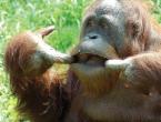 Sumatra orangutanı: açıklama ve fotoğraf