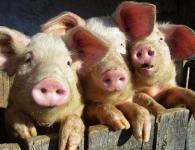 Methods for castrating piglets without the help of a veterinarian