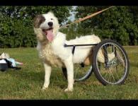 پارزیس در سگ: علل، علائم، درمان
