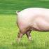 Rasy świń z opisami i zdjęciami do hodowli przydomowej