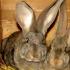 Flandriya dovşanlarının yetişdirilməsi və onların əsas xüsusiyyətləri
