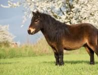 Shetlandský pony: popis plemena, vlastnosti starostlivosti a chovu