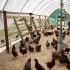 Ztučnělá játra u kuřat jsou cestou k rychlé ztrátě produkce vajec