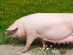Paršiavimosi kiaulės: paruošimas paršiavimuisi, paršiavimasis, kiaulių ir paršelių priežiūra po paršiavimosi