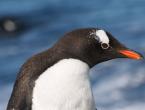 ﻿ Fotografie cu pinguin, anatomie, stil de viață, habitat Pinguinul împărat este sau nu mamifer?