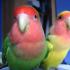 Lovebirds - how to distinguish a female from a male and the characteristics of their life in the house How to identify a boy or girl lovebird parrot