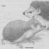 Full description of the eared hedgehog Eared hedgehog for children